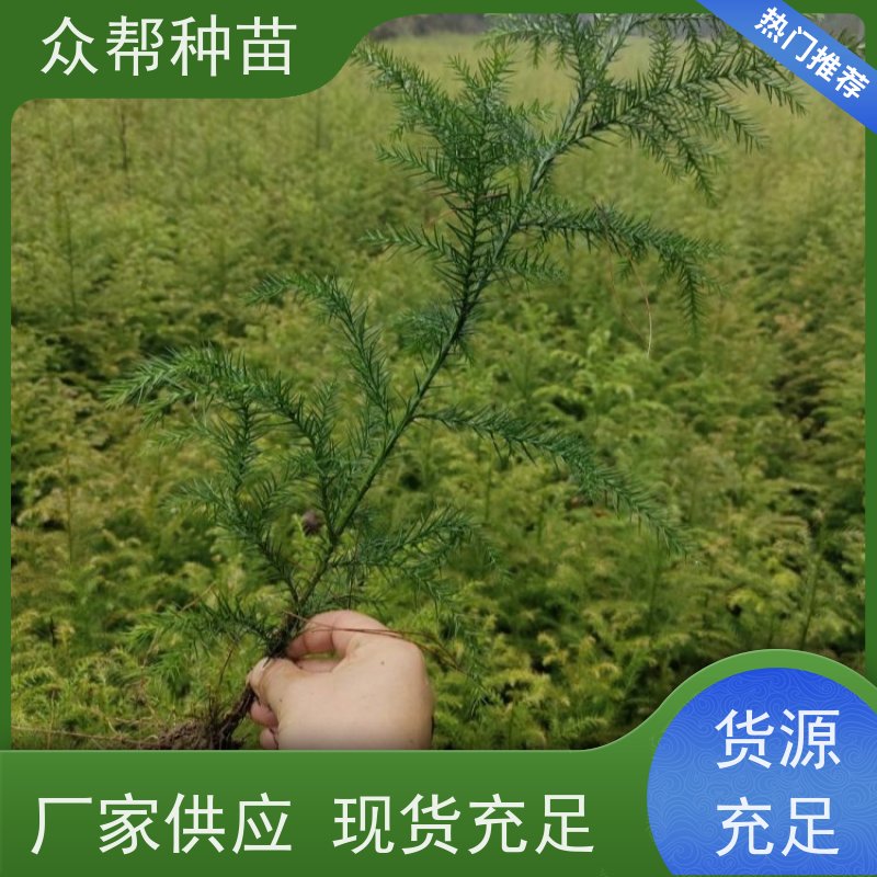 柳杉苗 1-2年苗 柳杉容器苗 乡村振兴苗木 品种多样