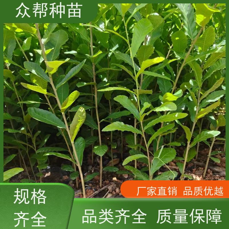 众帮种苗 基地直供 麻栎地苗 工程绿化 乡村振兴苗木