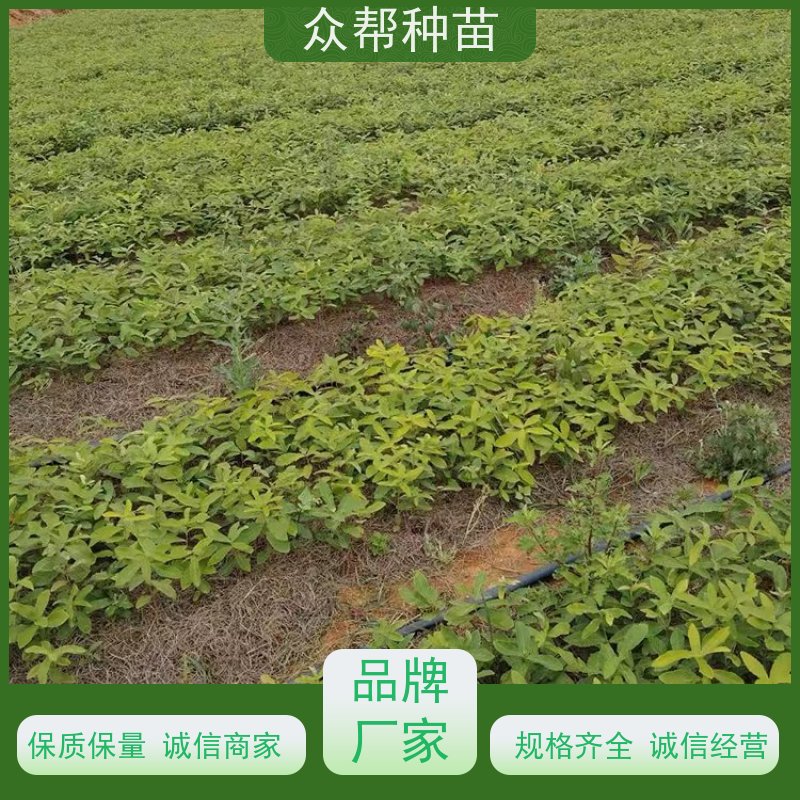 众帮种苗 高50公分-100公分 麻栎裸苗 造林苗 荒山覆绿