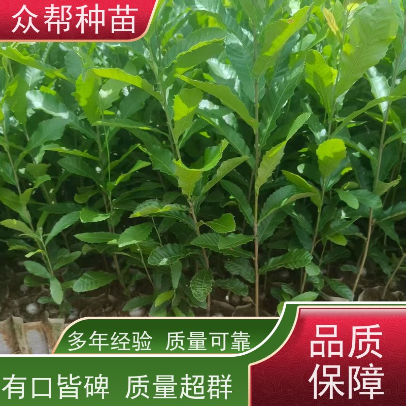 众帮种苗 地径0.8公分杯苗 麻栎袋苗 国储林 荒山覆绿