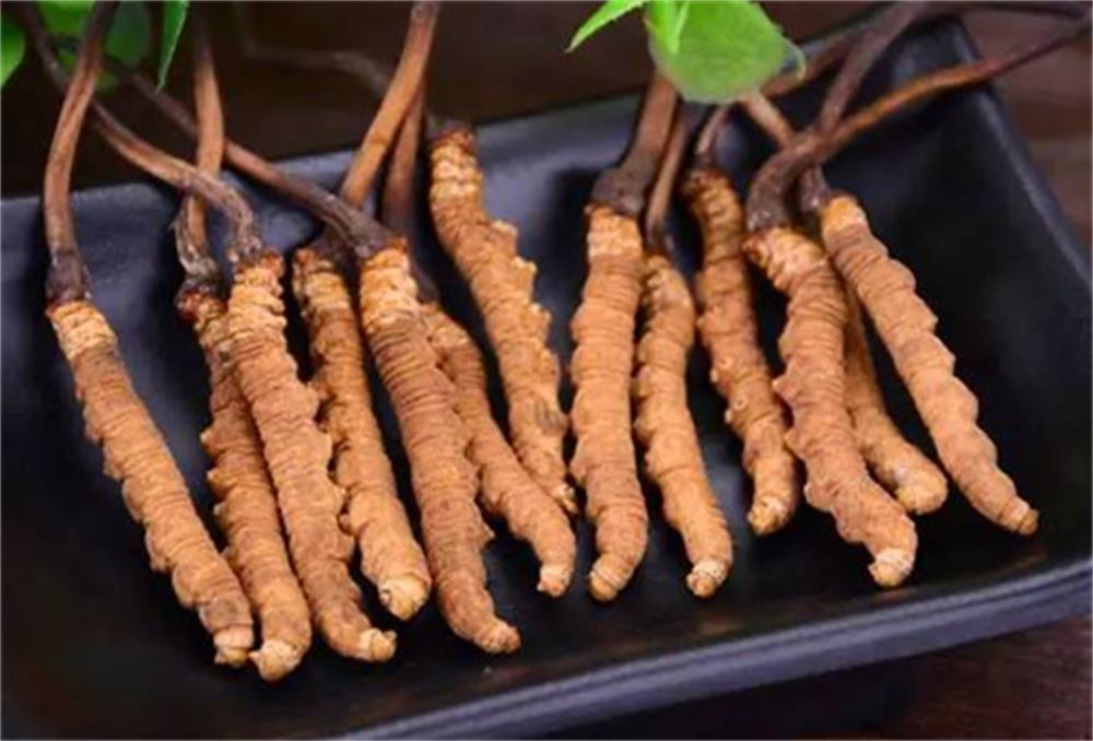 桥头虫草回收/回收虫草礼品电话