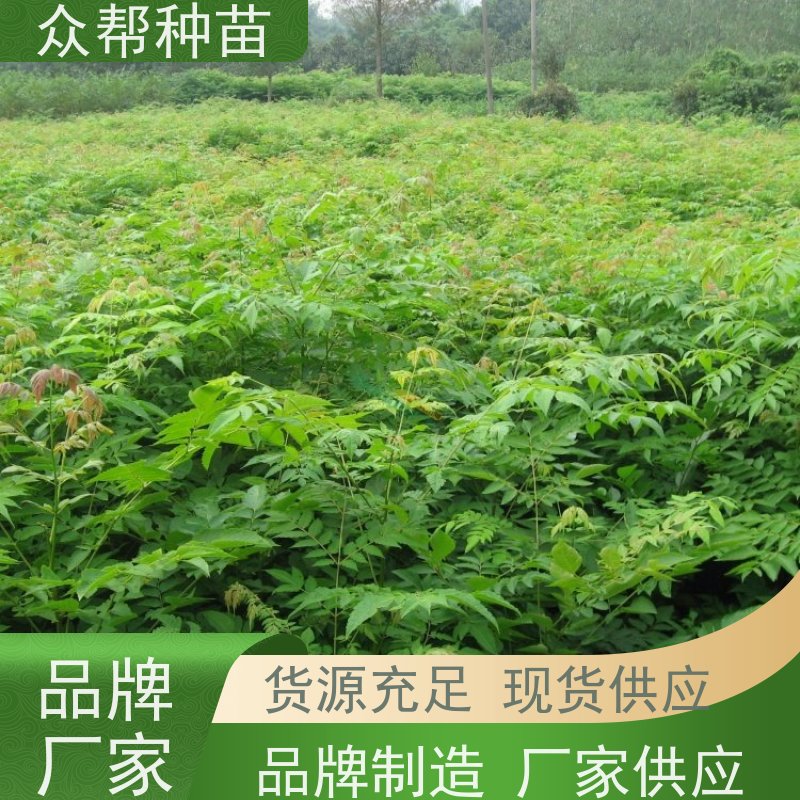 漆树苗 高50公分-100公分 栾树地苗 国储林 苗圃基地直供