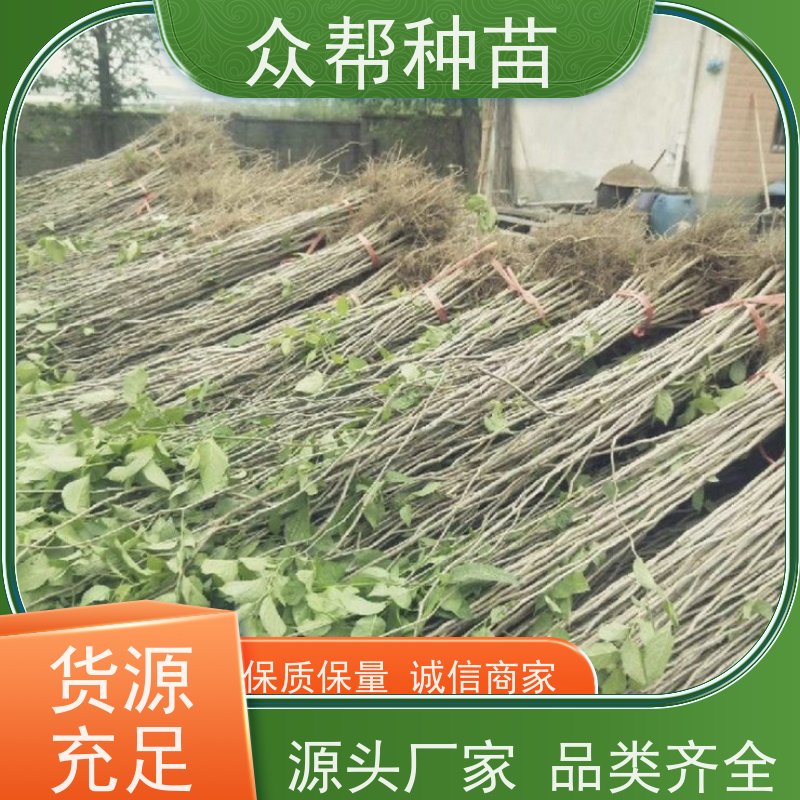 杜仲苗 高50公分-100公分 杜仲裸苗 荒山覆绿 货源充足