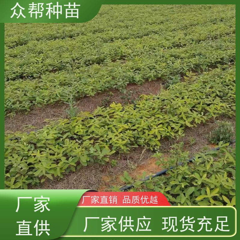 众帮种苗 两年苗 麻栎地苗 乡村振兴苗木 荒山覆绿