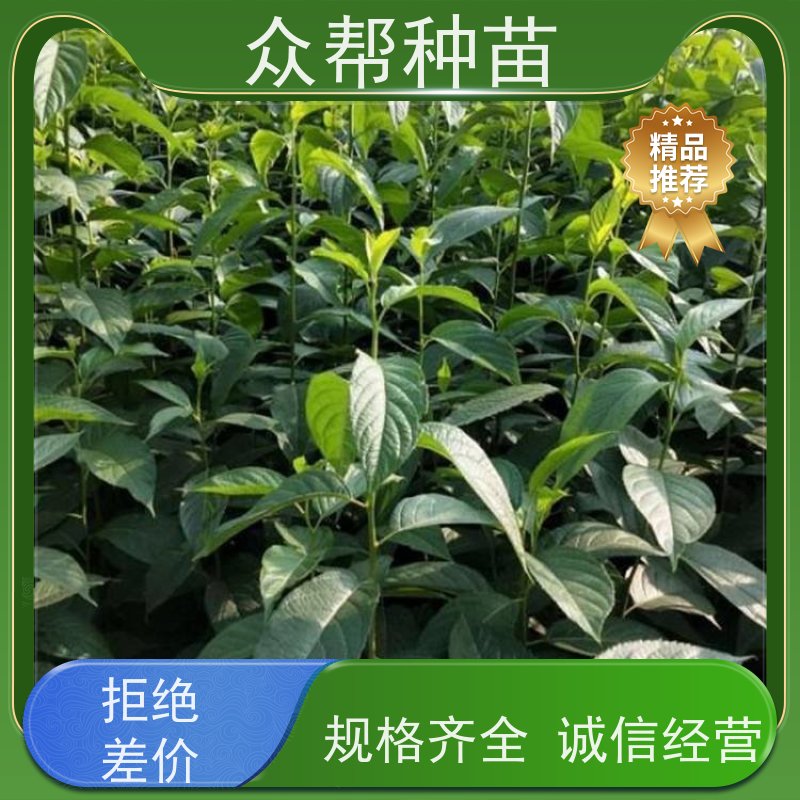 杜仲苗 高50公分-100公分 杜仲裸苗 造林苗 无中间商