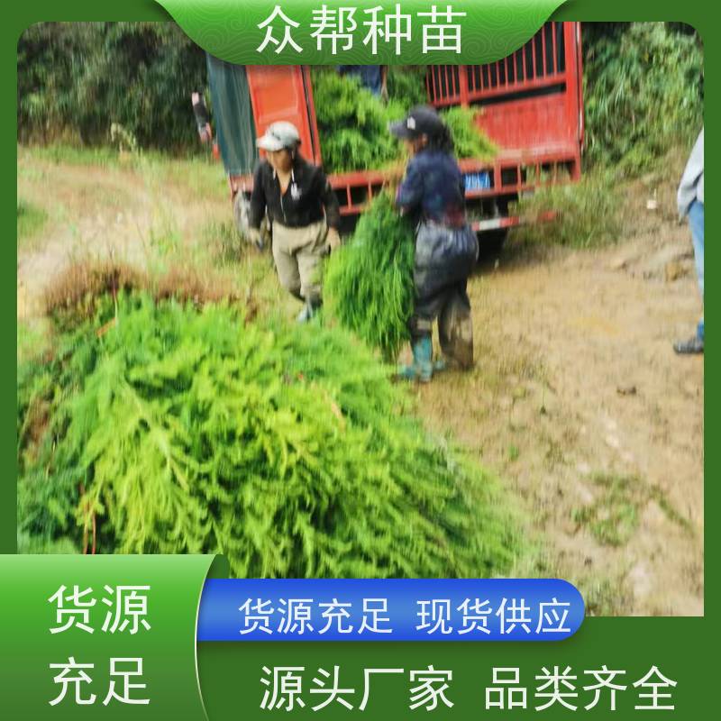 柳杉苗 高50公分-100公分 柳杉地苗 工程绿化 货源充足