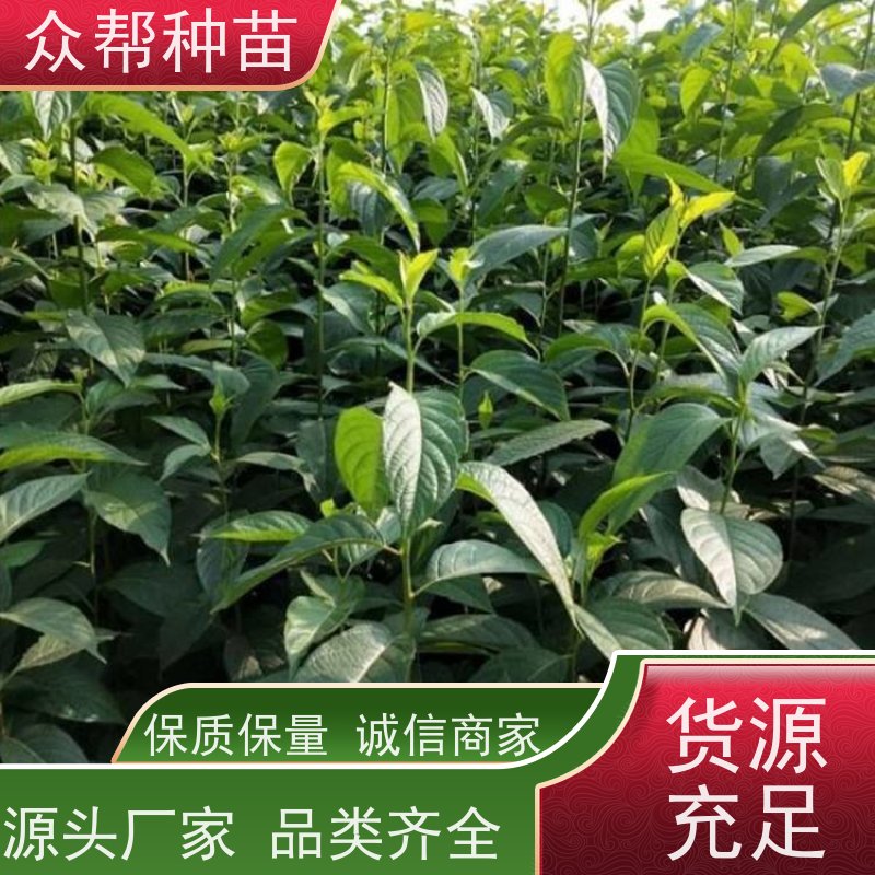 杜仲苗 高50公分-100公分 良种杜仲 荒山覆绿 品种多样
