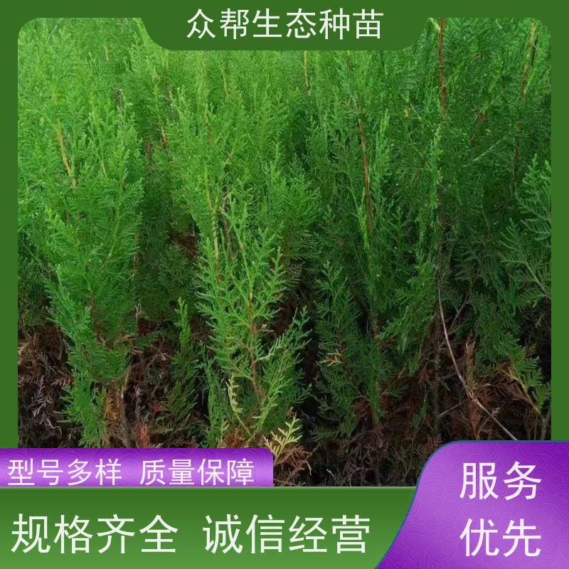 众帮 地径0.8公分小杯苗 柏树苗 常绿丛生植物 耐寒抗盐碱