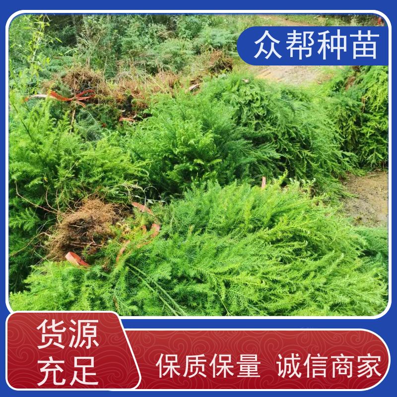 众帮种苗 高50公分-100公分 柳杉容器苗 国储林 品种多样