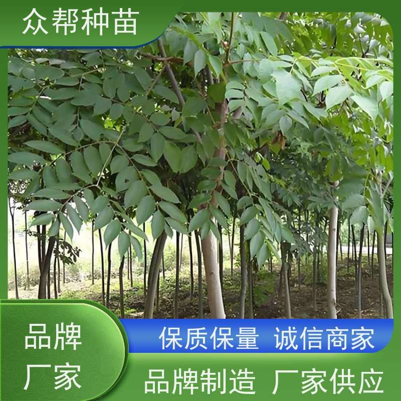 漆树苗 两年苗 栾树杯苗 乡村振兴苗木 货源充足