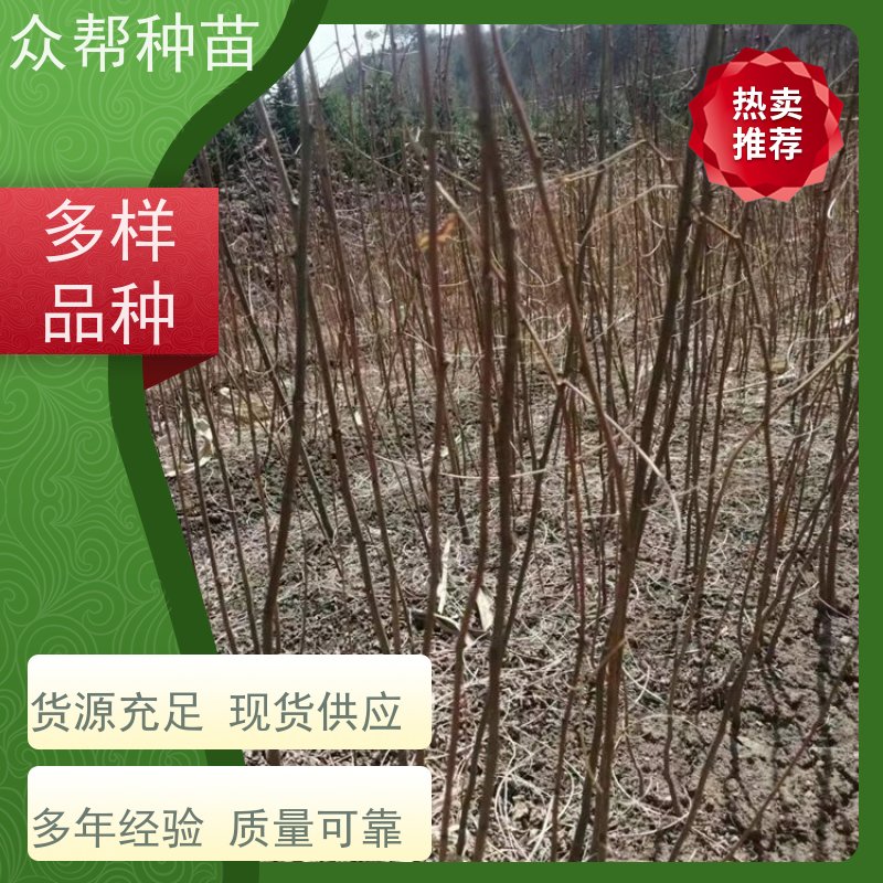 刺槐苗 地径0.8公分杯苗 求购刺槐苗 国储林 货源充足