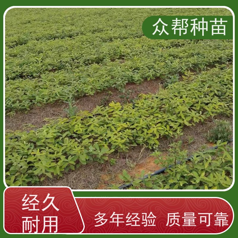 众帮种苗 高50公分-100公分 麻栎袋苗 工程绿化 乡村振兴苗木