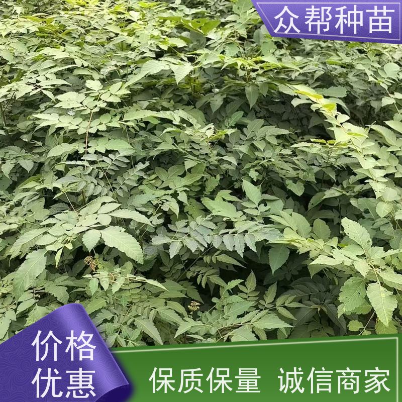 漆树苗 裸苗及杯苗 栾树容器苗 工程绿化 无中间商