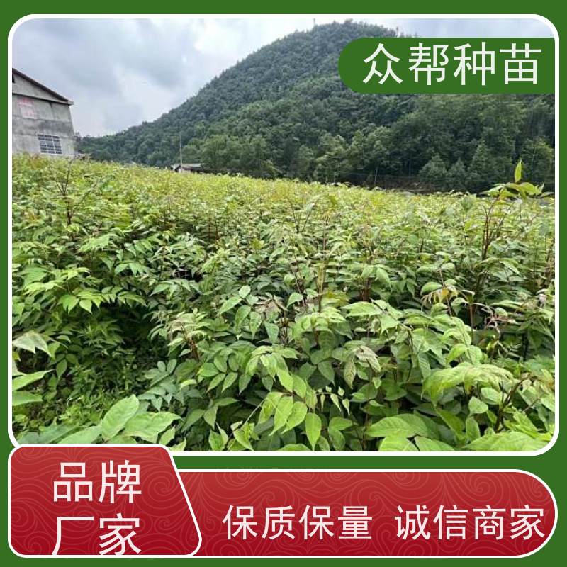 漆树苗 高50公分-100公分 漆树苗 造林苗 货源充足