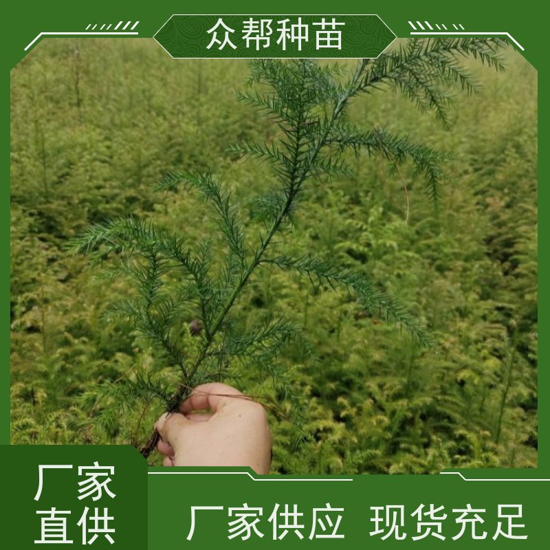 众帮种苗 1-2年苗 柳杉容器苗 乡村振兴苗木 无中间商