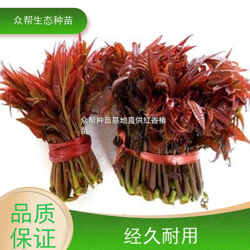 众帮 基地直发 椿树苗 庭院小区观赏植物苗木 品种多样 规格齐全