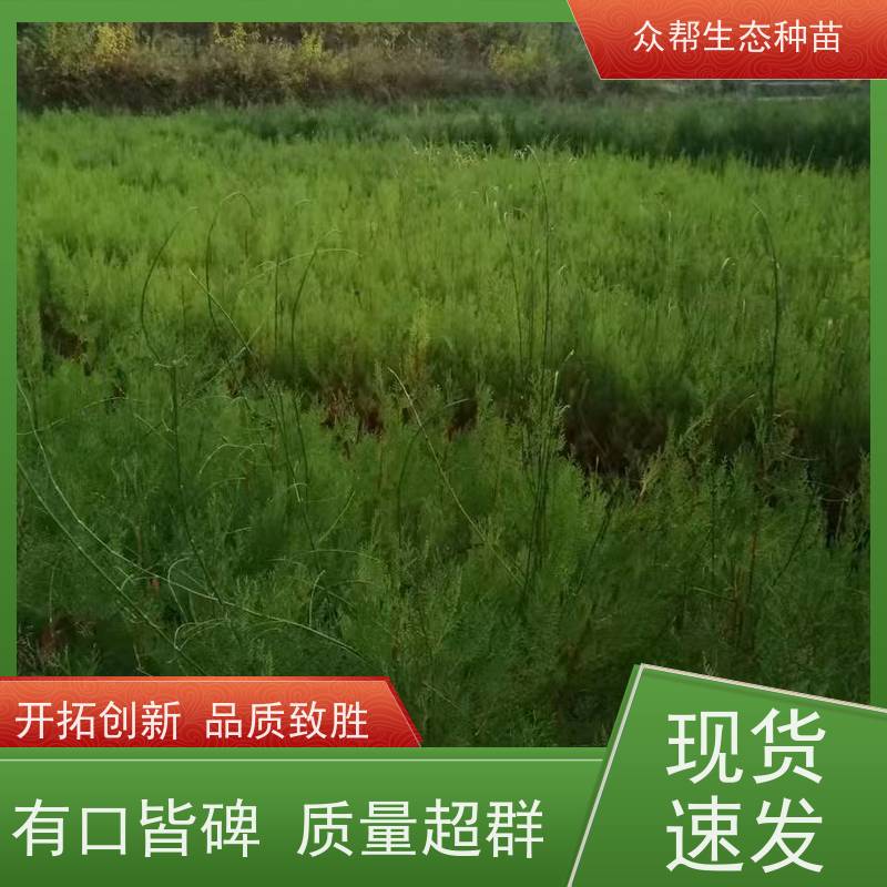 众帮 种植基地 松柏树苗 固沙造林绿化 货源充足