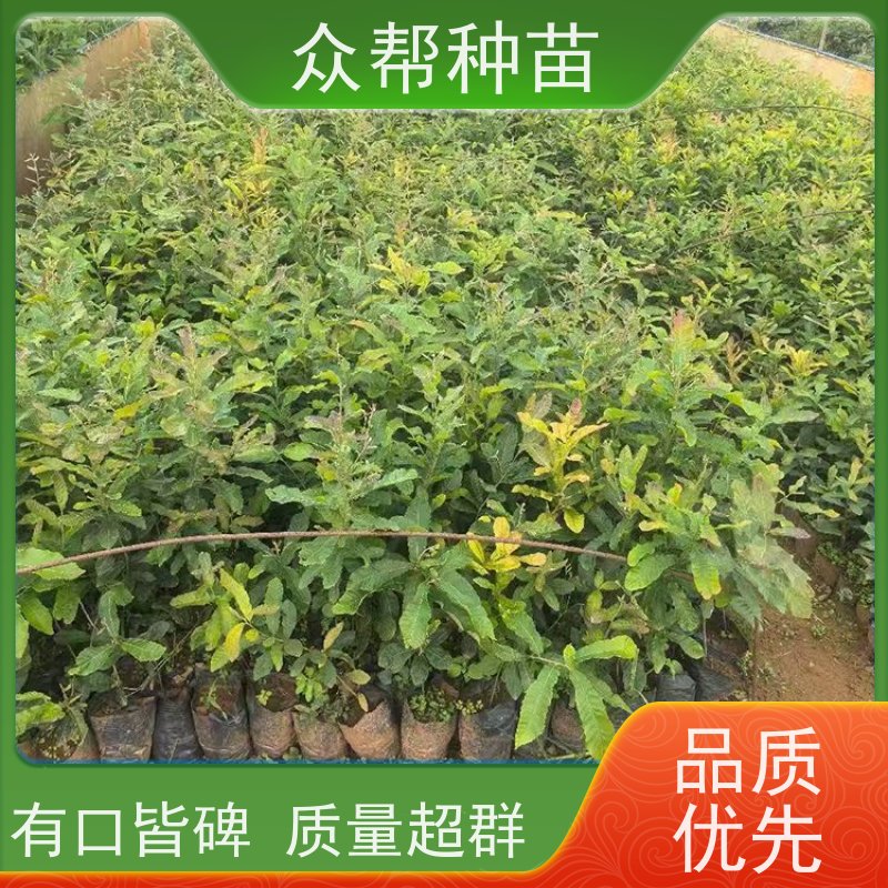 麻栎苗 地径0.8公分杯苗 麻栎地苗 造林苗 经果林