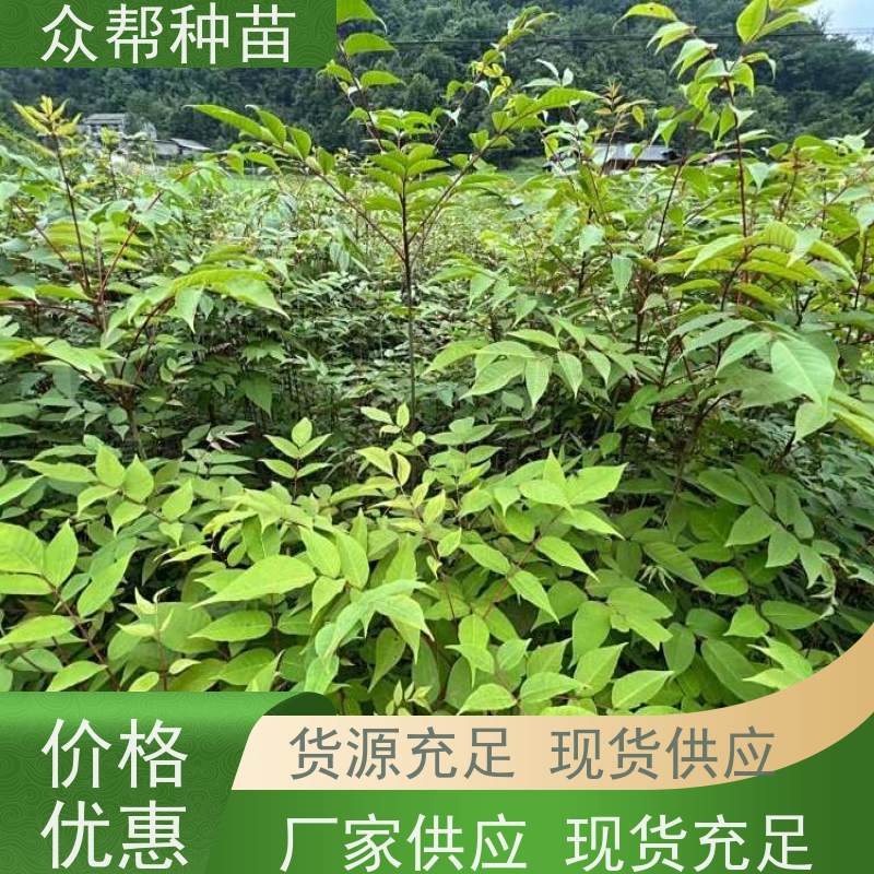 漆树苗 地径0.8公分杯苗 漆树容器苗 经果林 品种多样