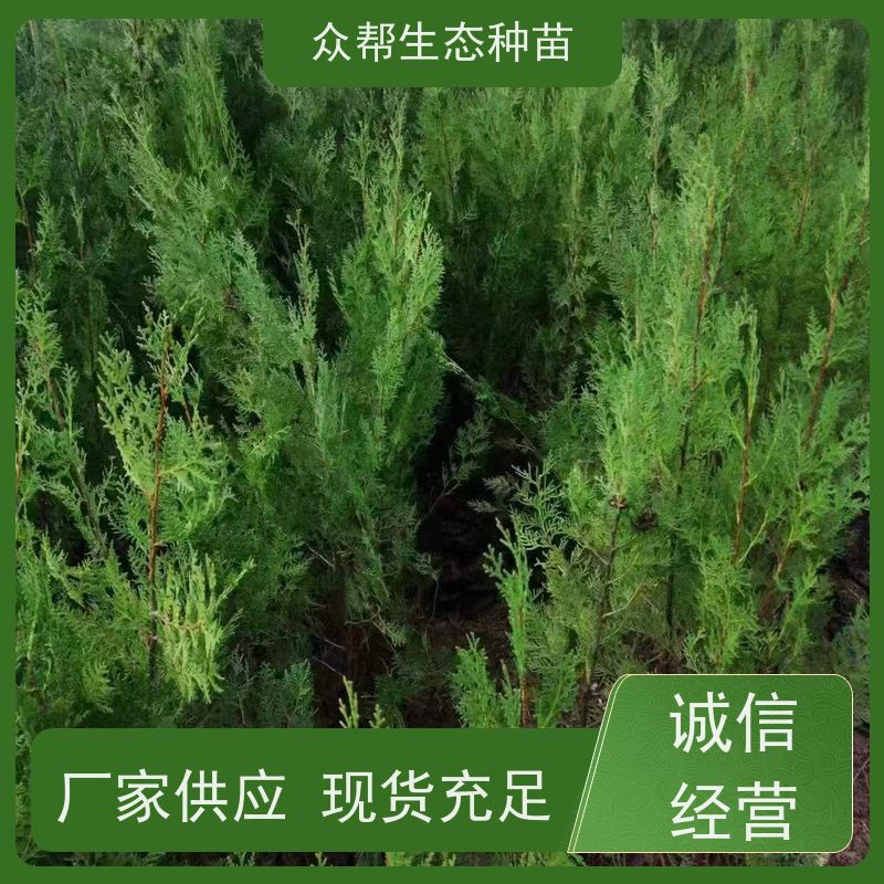 众帮 35-40-45-50-60公分 柏树幼苗 道路绿化造景苗木 规格齐全