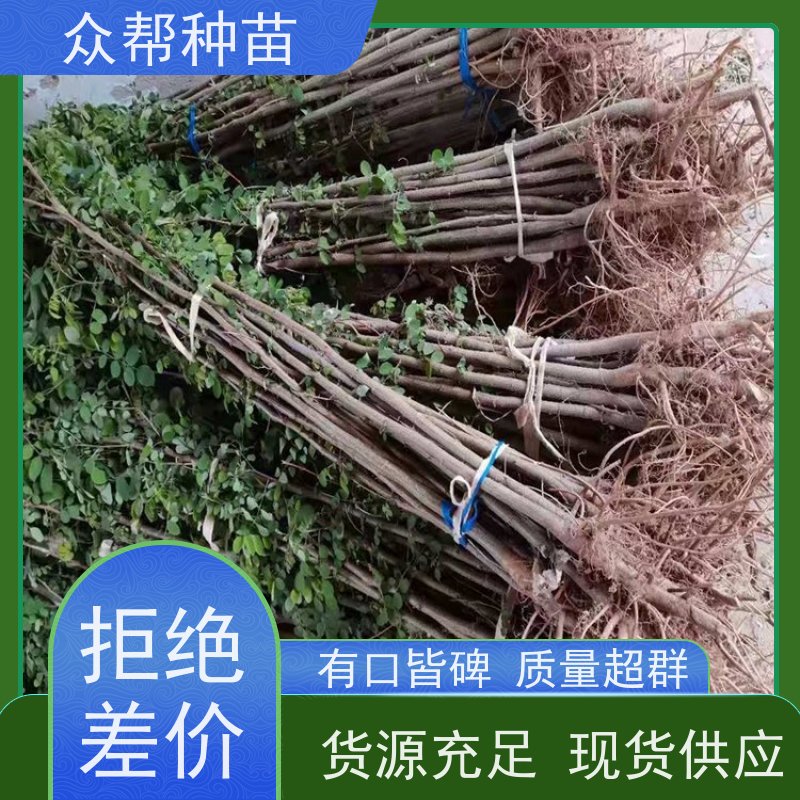 刺槐苗 高50公分-100公分 刺槐裸苗 荒山覆绿 源头基地批发