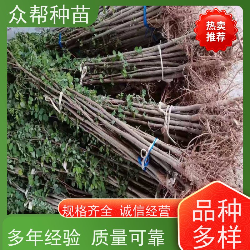 刺槐苗 高50公分-100公分 刺槐种苗 工程绿化 货源充足