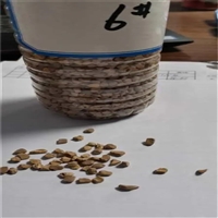 水处理果壳滤料 果壳滤料的原材料是亲水性能极好的山核桃壳原料