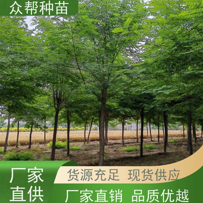众帮种苗 1-2年苗 求购刺槐苗 荒山覆绿 规格齐全