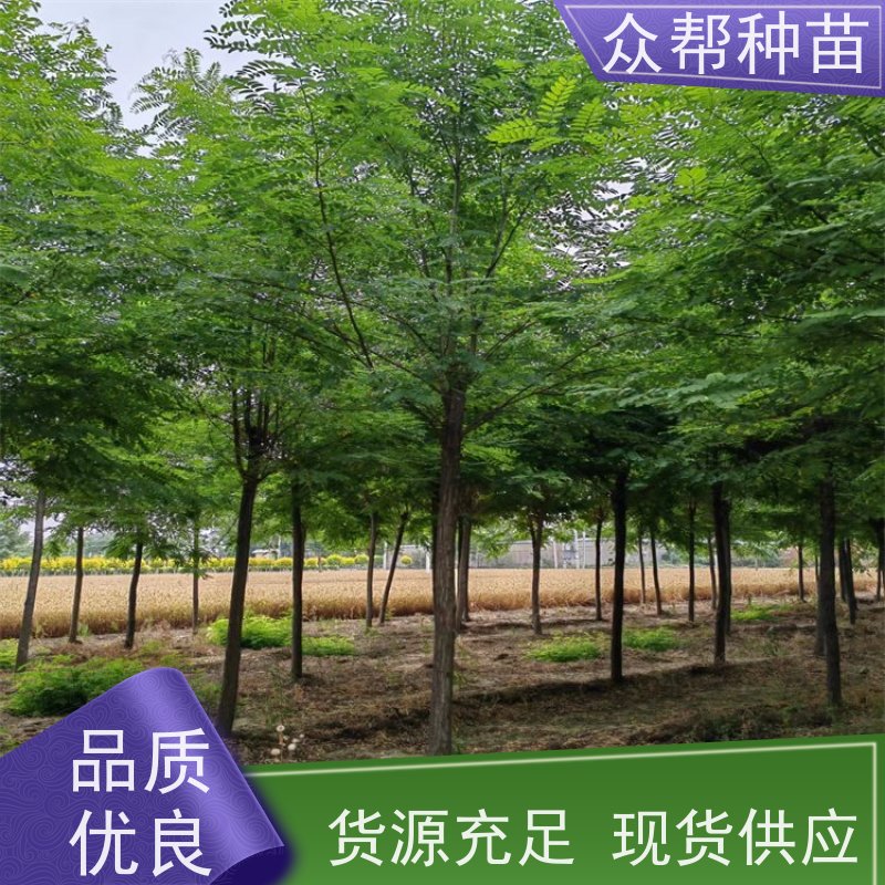 众帮种苗 1-2年苗 刺槐苗 荒山护坡 源头厂家直售