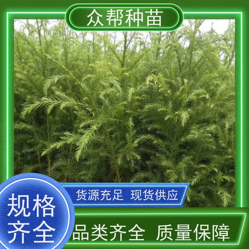 众帮种苗 一年苗 柳杉苗 乡村振兴苗木 苗圃基地直供