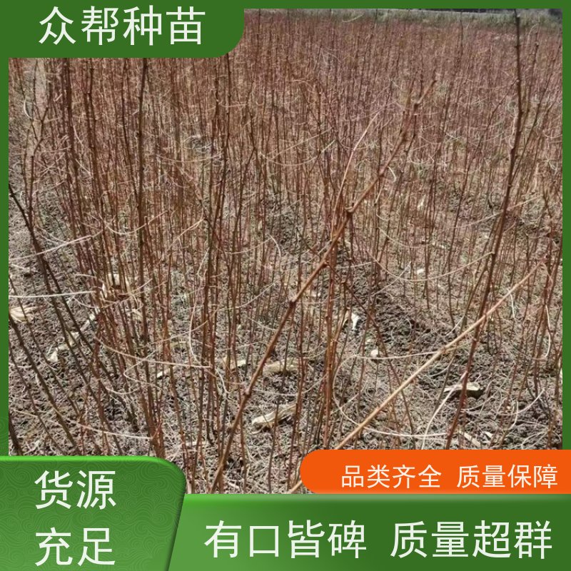众帮种苗 高50公分-100公分 求购刺槐苗 乡村振兴苗木 规格齐全