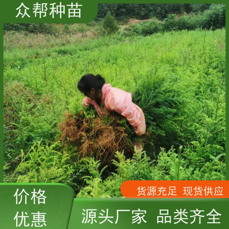 众帮种苗 地径0.8公分杯苗 柳杉容器苗 乡村振兴苗木 无中间商
