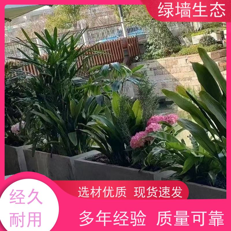 绿墙生态 花箱配套 时令草花灌木填充配置 室内绿植造景