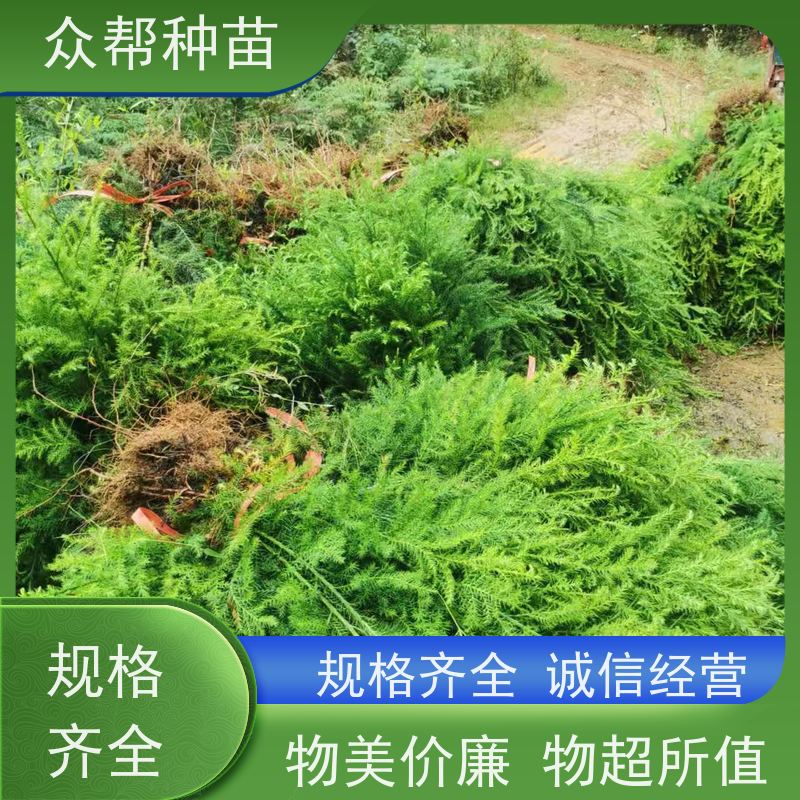 众帮种苗 基地直供 柳杉 乡村振兴苗木 货源充足