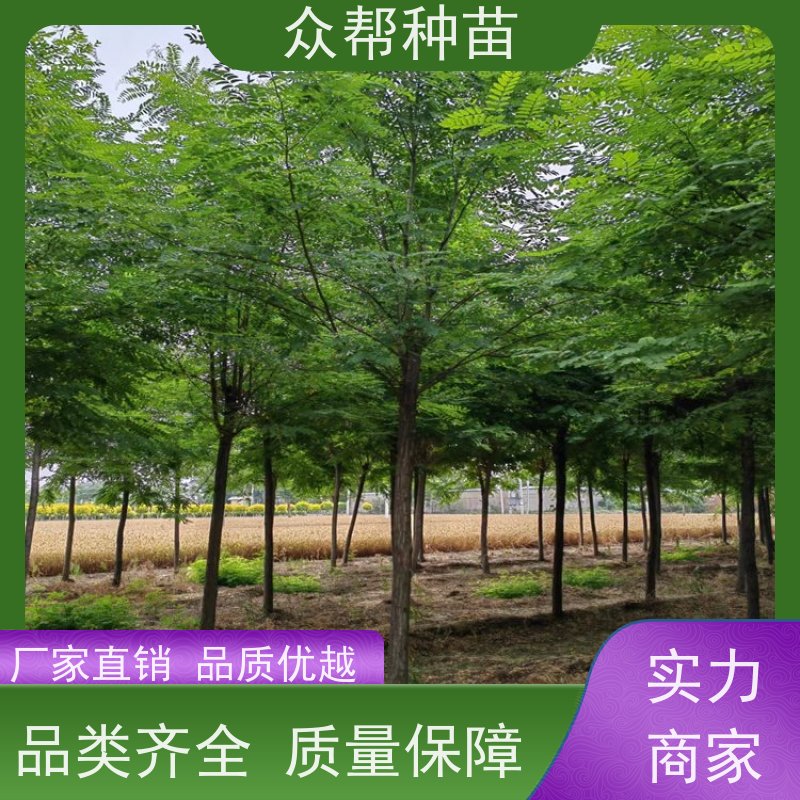 众帮种苗 地径0.8cm 刺槐苗求购 乡村振兴苗木 源头基地批发