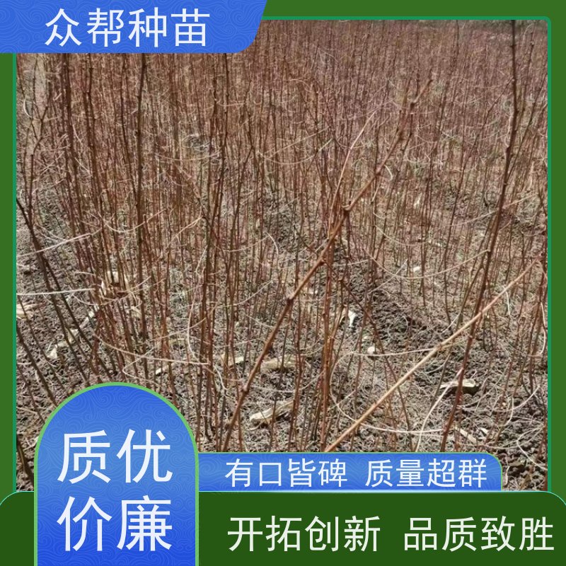 众帮种苗 地径2cm 求购刺槐苗 工程绿化 品种多样