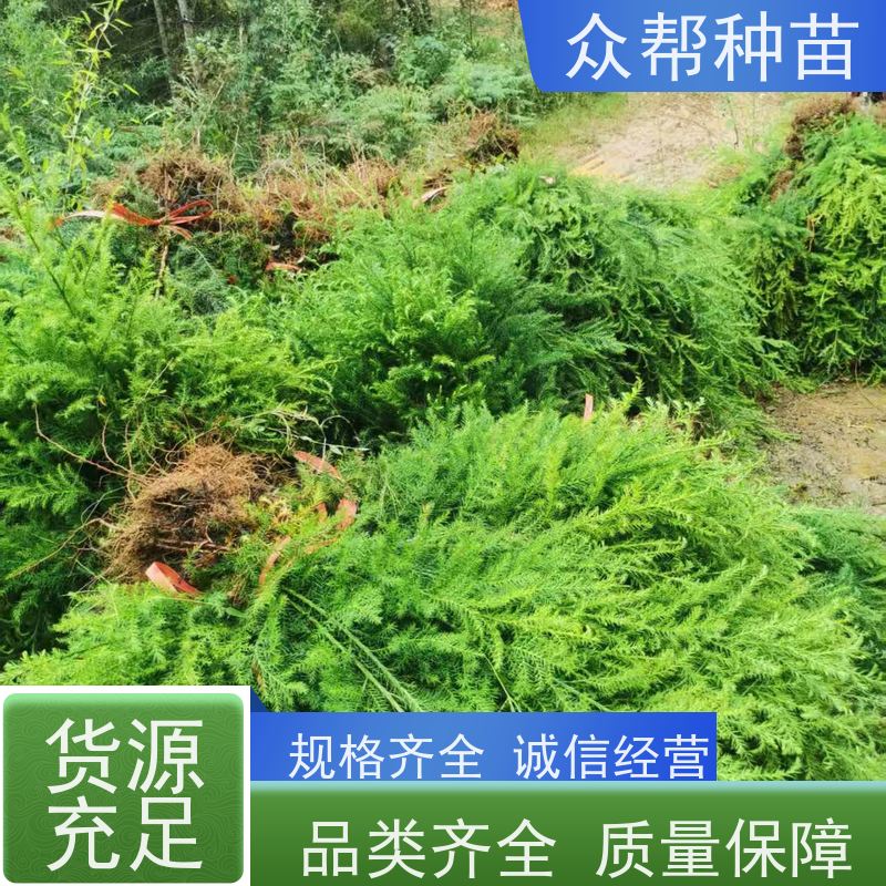 柳杉苗 高50公分-100公分 柳杉种苗 国储林 规格齐全