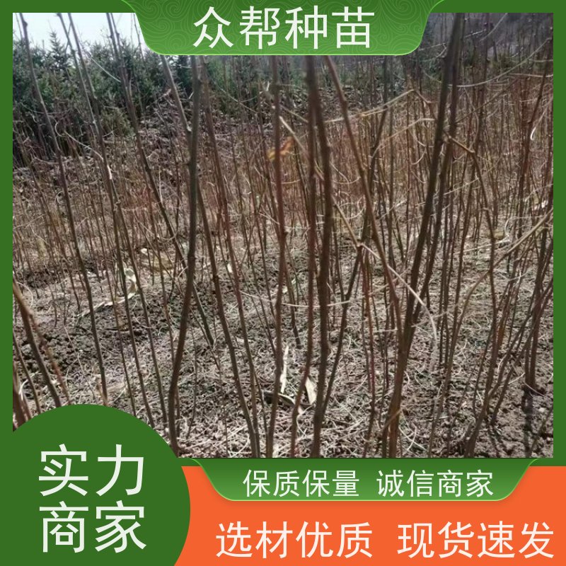 众帮种苗 大量 刺槐容器苗 工程绿化 源头厂家直售