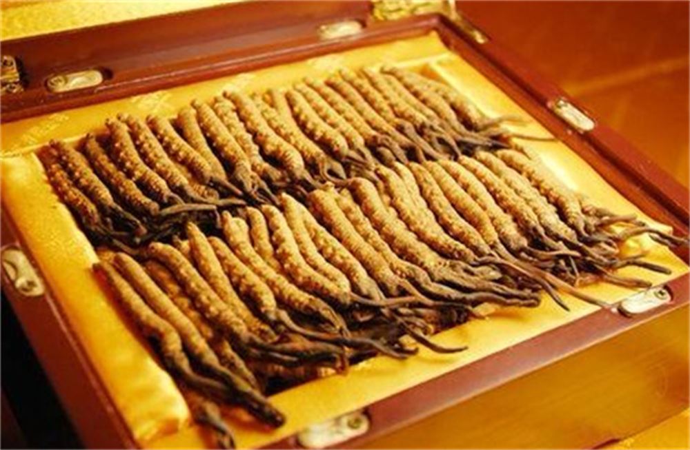 高明虫草回收/回收冬虫夏草礼品电话