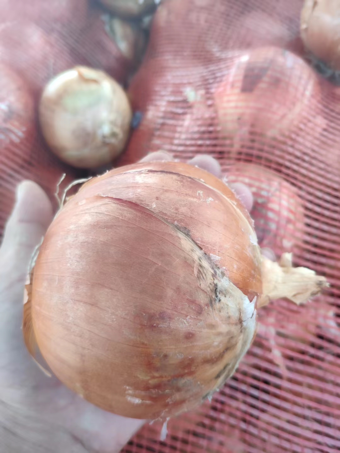 新鲜黄皮洋葱农家自种辛辣蔬菜生鲜圆葱