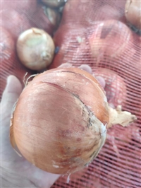 新鲜黄皮洋葱农家自种辛辣蔬菜生鲜圆葱
