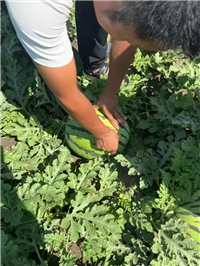 内蒙古通辽市开鲁县沙地西瓜代收代办，收货验货，安排长途运输车