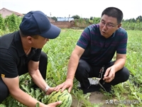 内蒙古通辽市开鲁县精品及通货西瓜代收代办，支持视频验货和外运