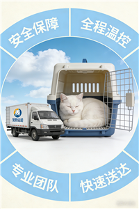 2026沙洋宠物托运价格宠物猫托运联系电话