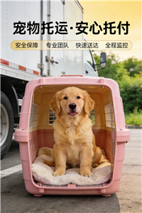 秦皇岛宠物托运联系方式/宠物安心随行