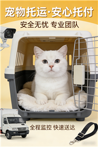 2026西华宠物托运电话宠物猫咪托运推荐公司