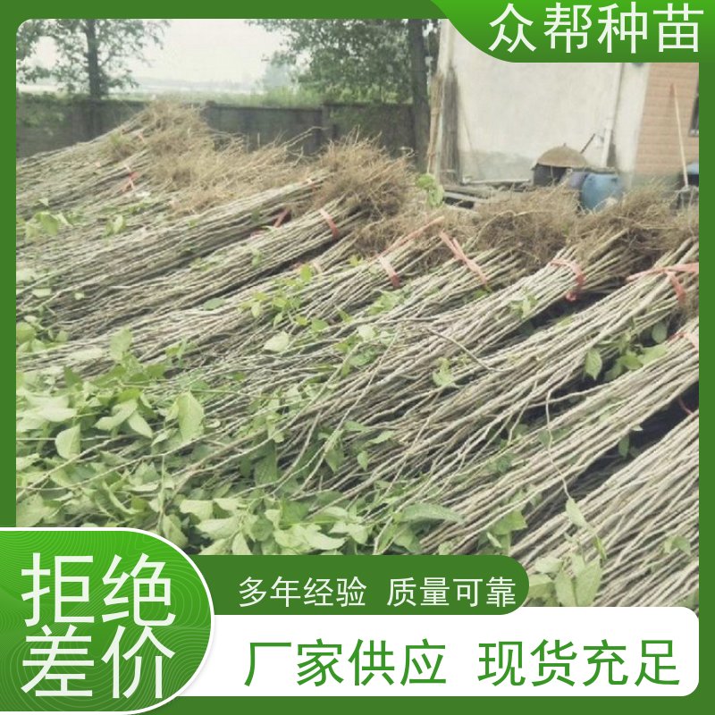 众帮种苗 裸苗及杯苗 杜仲苗求购 荒山覆绿 苗圃基地直供