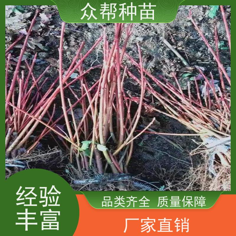 众帮种苗 裸苗及杯苗 连香容器苗 基地直发 乡村振兴苗木