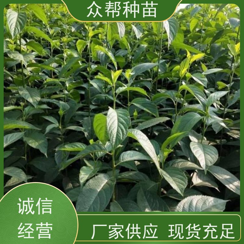 杜仲苗 地径0.8公分杯苗 杜仲裸苗 国储林 源头基地批发