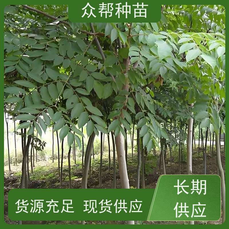 漆树苗 种苗 栾树地苗 乡村振兴苗木 源头基地批发